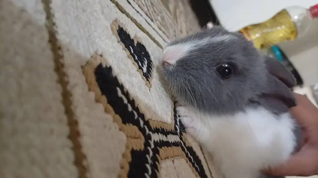 خرگوش|موش و خرگوش|خورموج, |دیوار