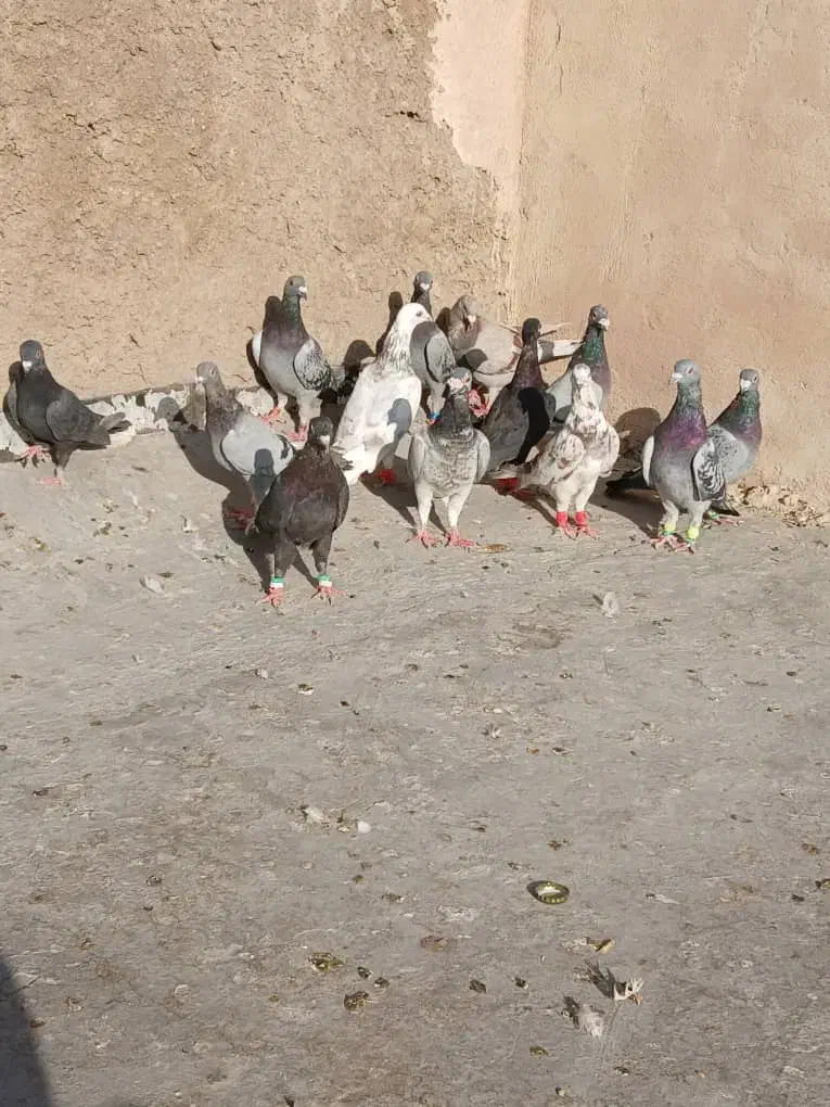 کبوتر|پرنده|شیراز, پانصد دستگاه ارتش|دیوار