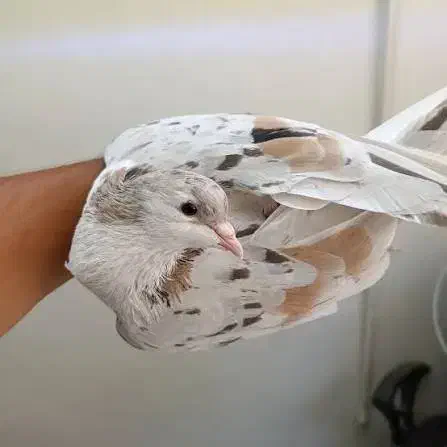 کبوتر جفت گاه|پرنده|مشهد, شهید بهشتی|دیوار