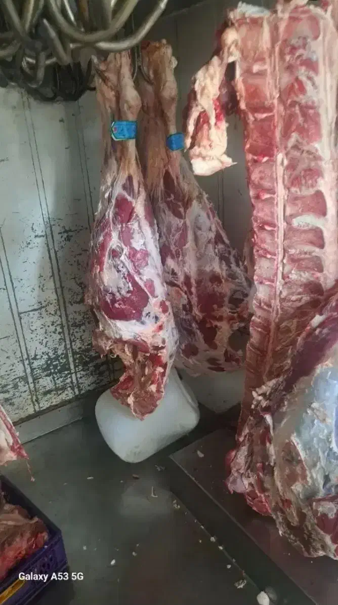 گوشت گوساله جونه سردست|عمده‌فروشی|محمدشهر, محمدشهر|دیوار