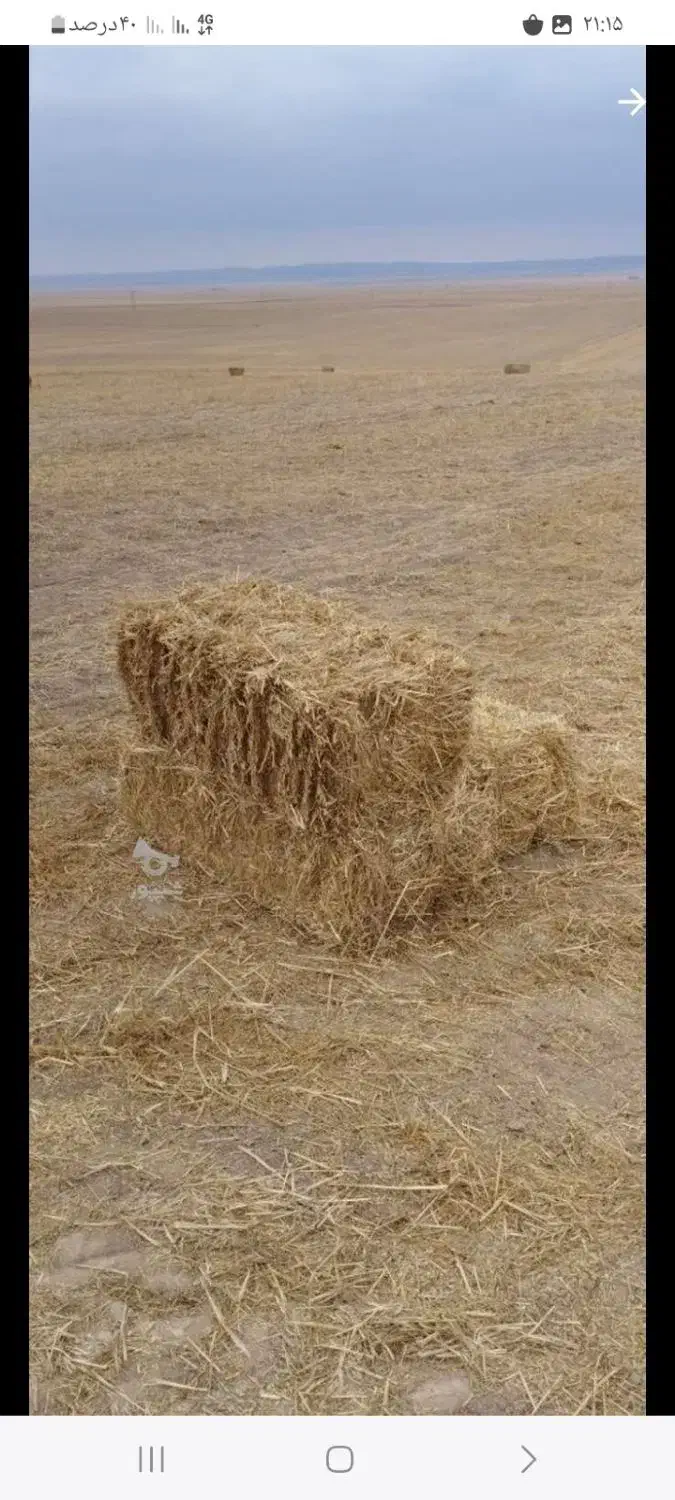 کاه شالی کشت دوم درجه یک تحویل به دامداران|عمده‌فروشی|گتاب, |دیوار