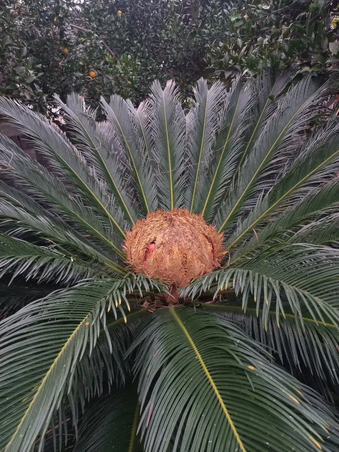 سیکاس ۲۵ ساله|گل و گیاه طبیعی|نوشهر, |دیوار