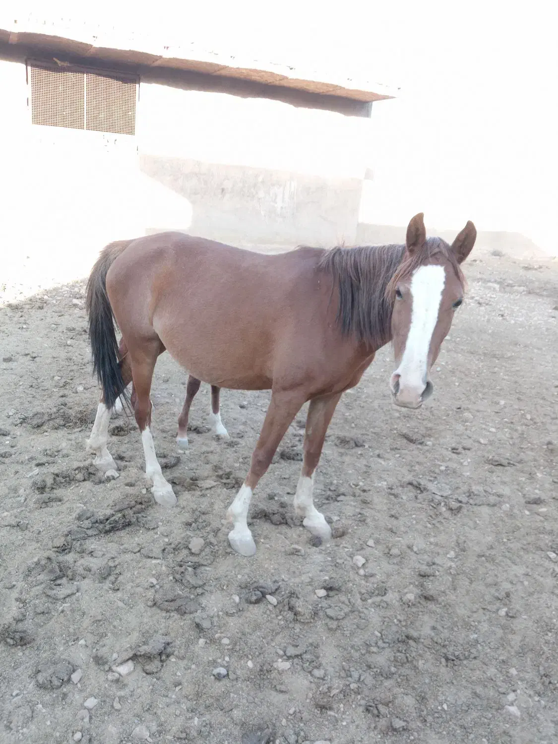 اسب مادیان با کره|اسب و تجهیزات اسبسواری|خرمآباد, |دیوار