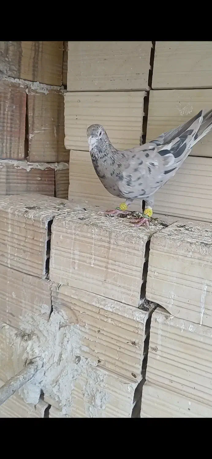 کرم هفرنگ لکی کلکسیونی نر|پرنده|الوند, |دیوار