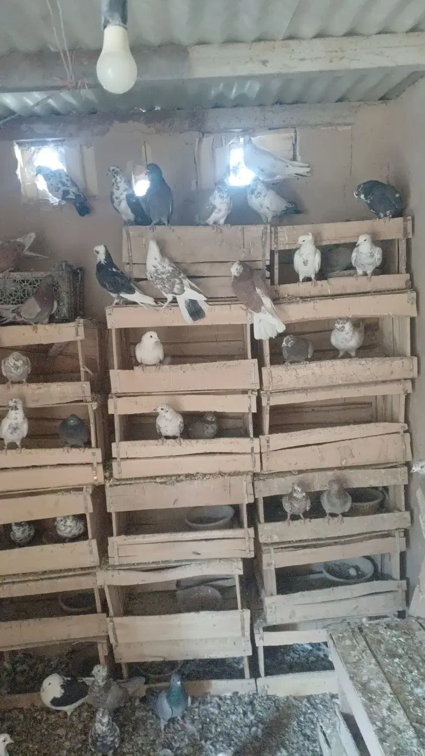 ۷۰تاپرشی یجا|پرنده|کهک, |دیوار