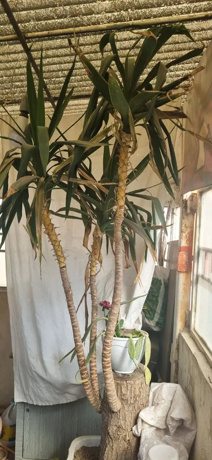 گل یوگا بزرگ|گل و گیاه طبیعی|مشهد, هنرور|دیوار