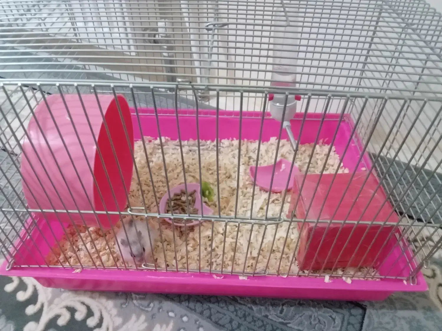 همستر سالم|موش و خرگوش|پرند, فاز ۵|دیوار