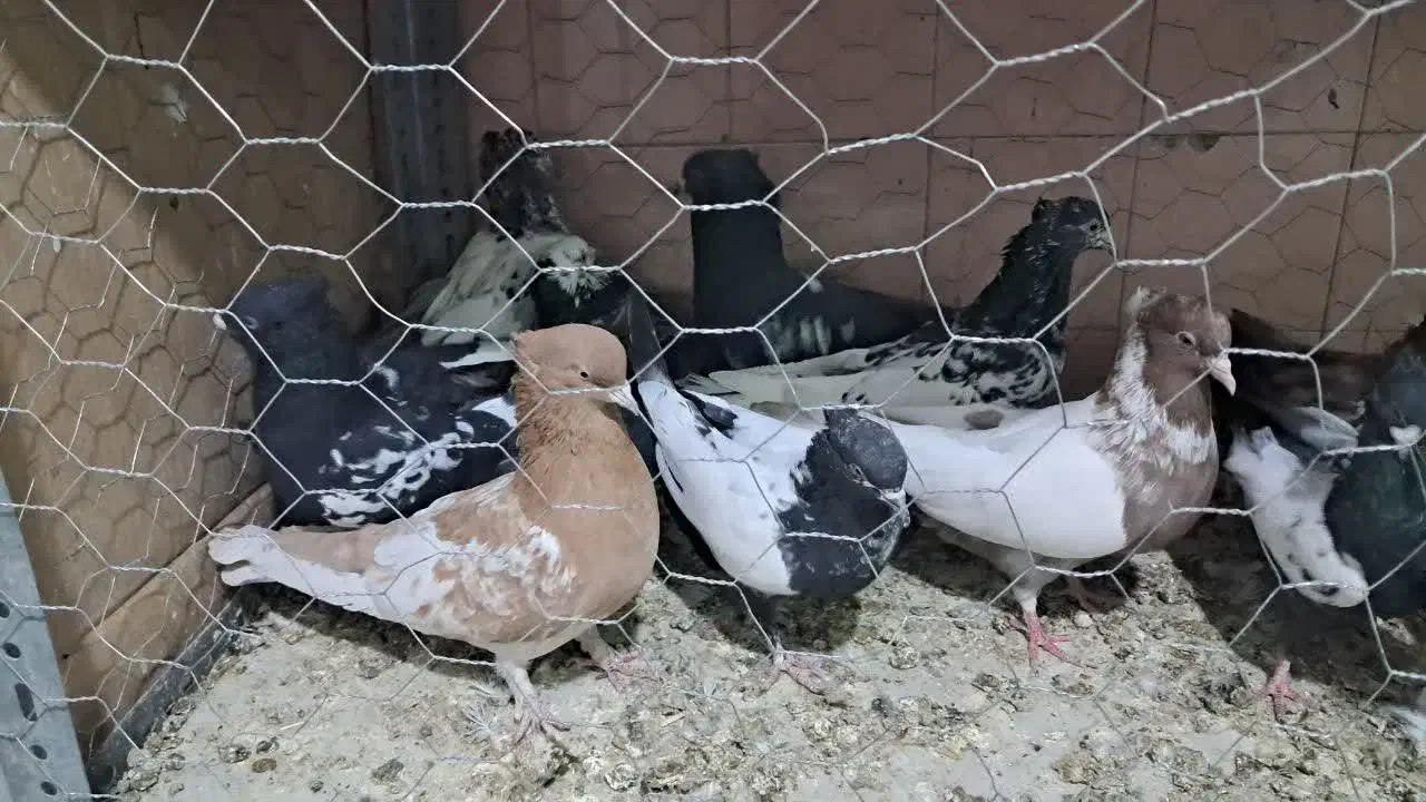 دمبی کله ای سینه ای|پرنده|نجف‌آباد, یزدانشهر|دیوار