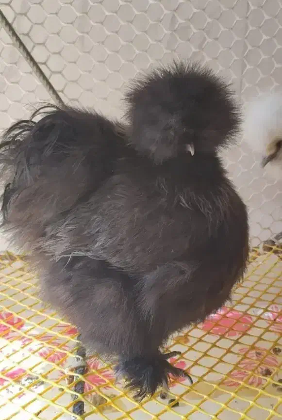 تخم نطفه دار وجوجه ابریشمی|حیوانات مزرعه|مشهد, شهرک رازی (شهرک غرب)|دیوار