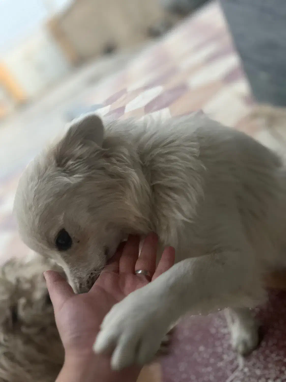 فروش سگ ب قیمت توافقی|سگ|مرودشت, ثبت احوال|دیوار