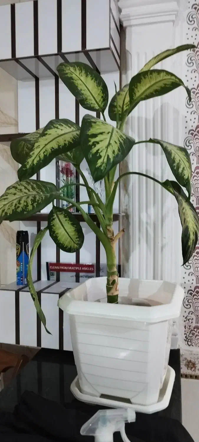 فروش گل خانگی|گل و گیاه طبیعی|سرپل ذهاب, |دیوار