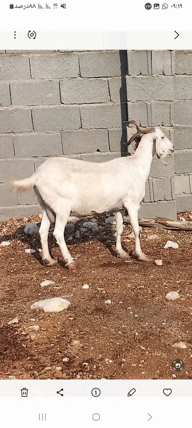 فروش بز و پازن در جم|حیوانات مزرعه|جم, |دیوار