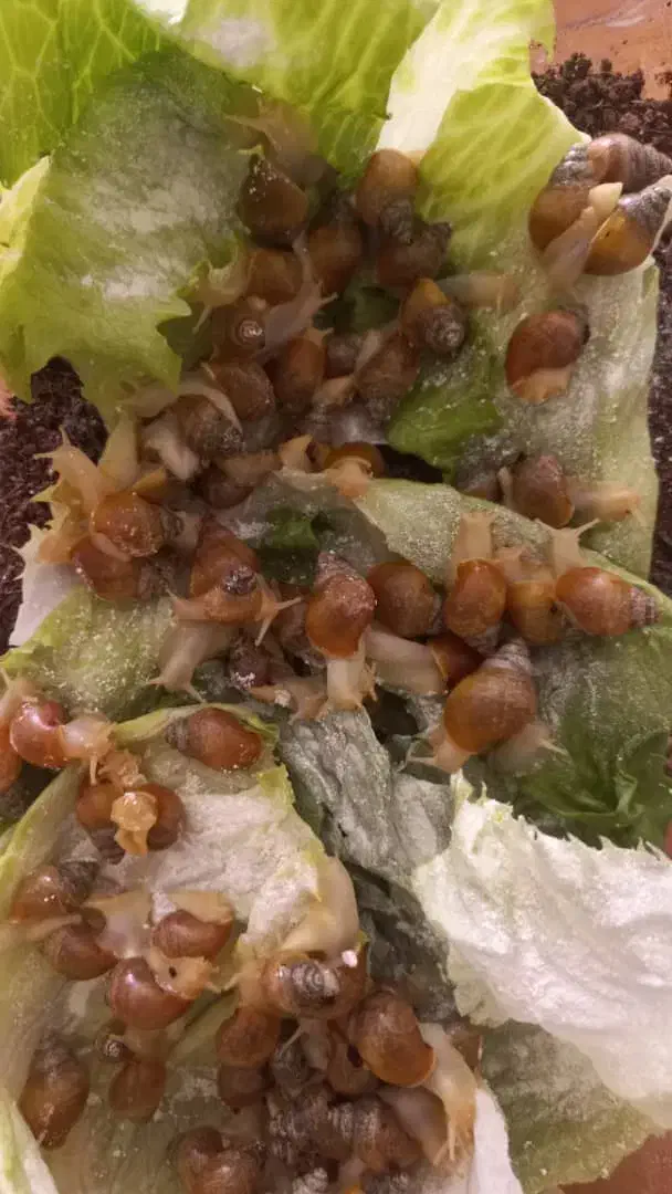 حلزون|خزنده|اصفهان, باغ فدک|دیوار