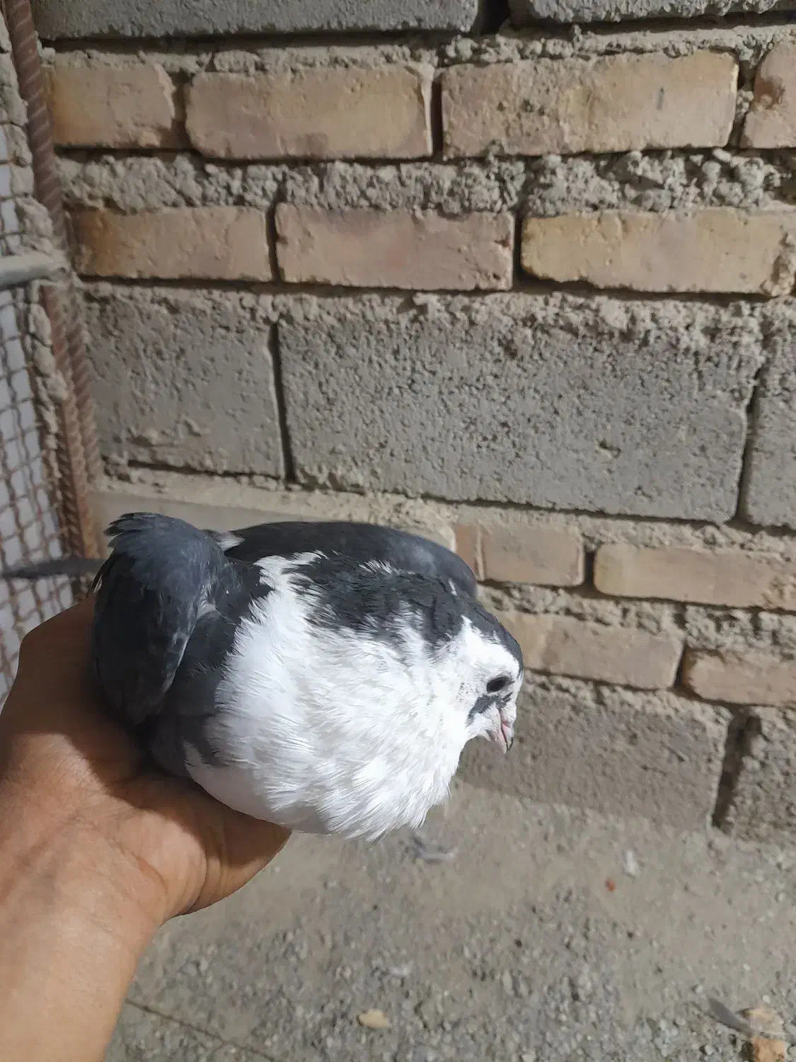 کبوتر ریش سیاه|پرنده|سراوان, |دیوار