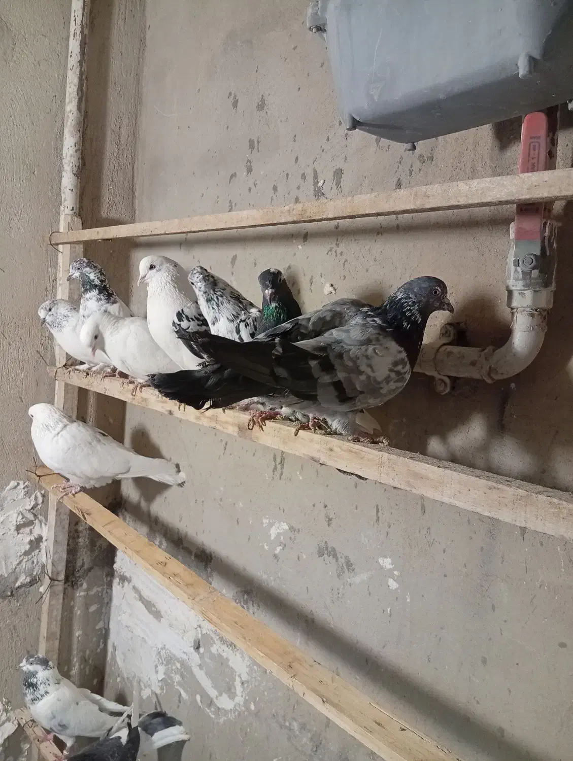 کفتر|پرنده|گیان, |دیوار