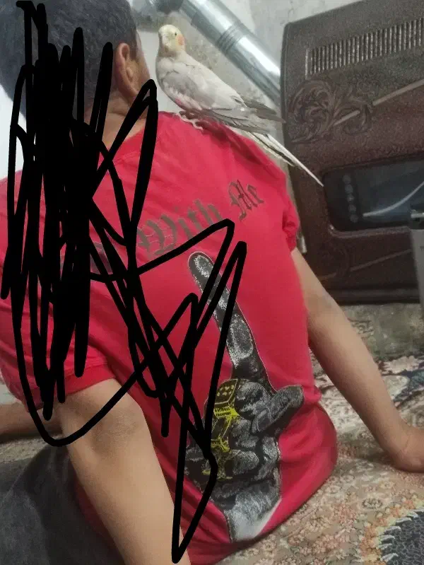 جفت عروس دستی|پرنده|بیرجند, |دیوار