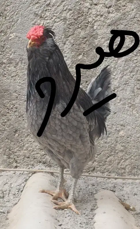 تخم مرغ نطفه دار گلین هیرو|حیوانات مزرعه|کهریزک, |دیوار