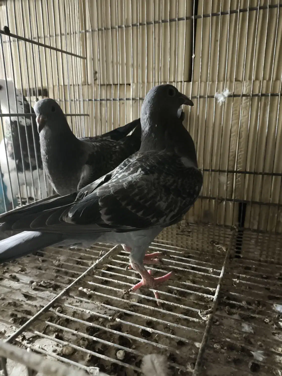 ۲ عدد جوجه پلاکی|پرنده|امیدیه, |دیوار