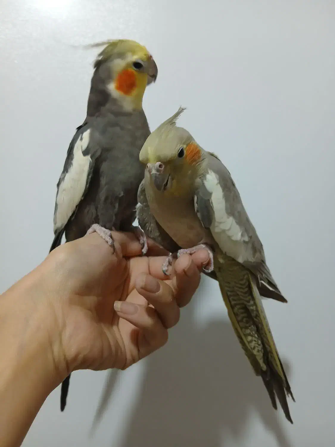 جفت کارداده عروس هلندی|پرنده|تهران, مسعودیه|دیوار