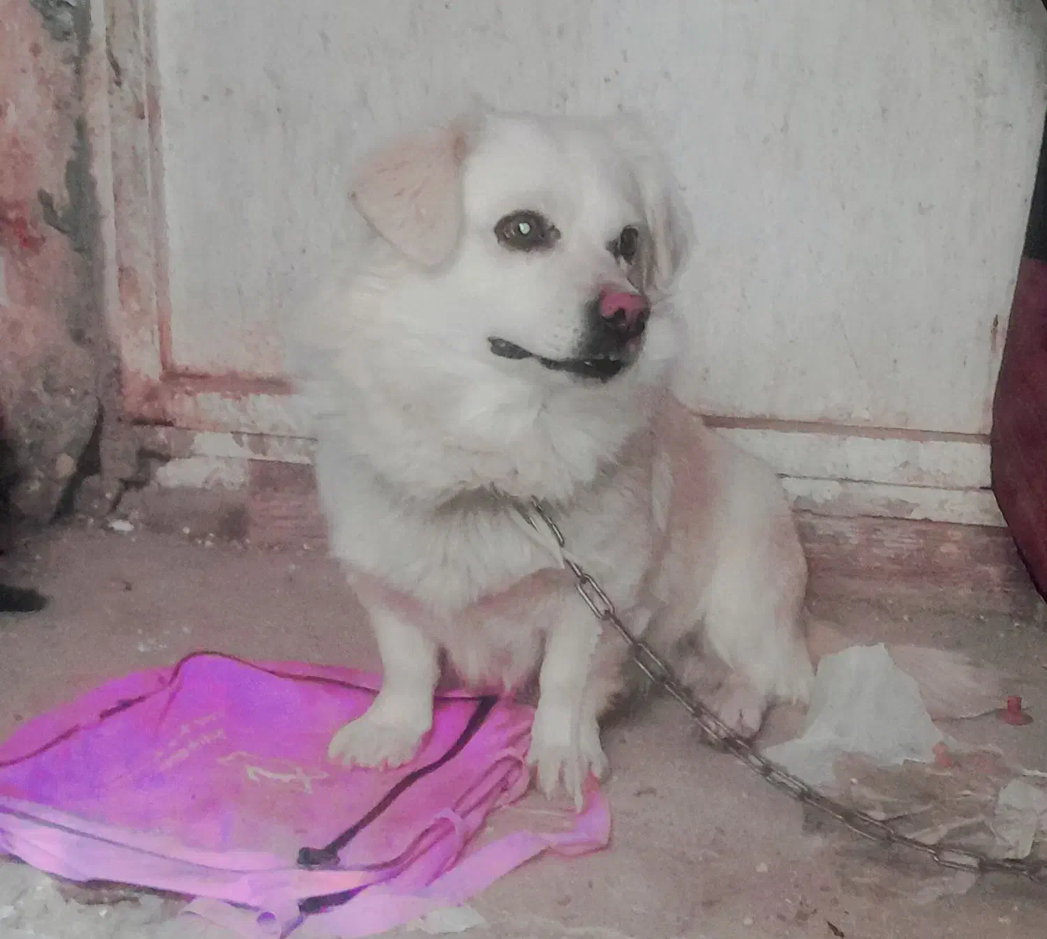 سگ و حیوانات خانگی|سگ|اسلامآباد غرب, |دیوار