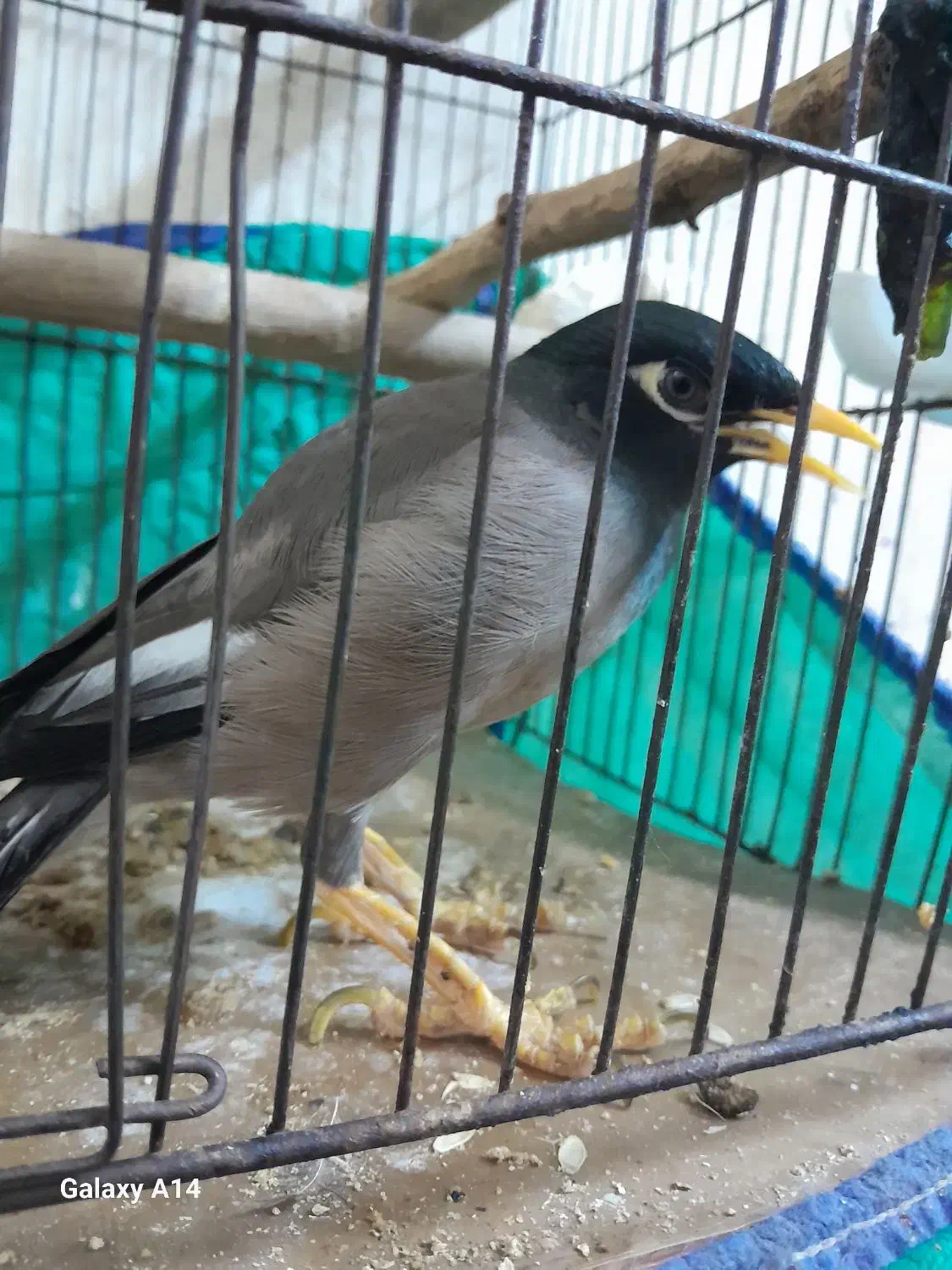 مرغ مینا ۹ماه نر|پرنده|اهواز, بیست متری شهرداری|دیوار