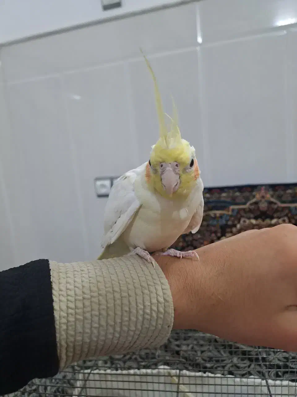 عروس هلندی|پرنده|قم, زاویه|دیوار