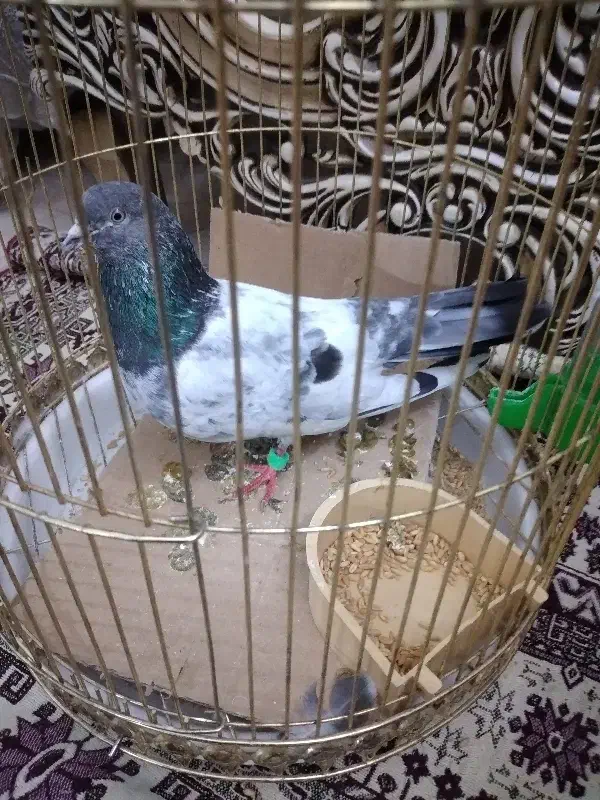 کبوتر|پرنده|تبریز, |دیوار