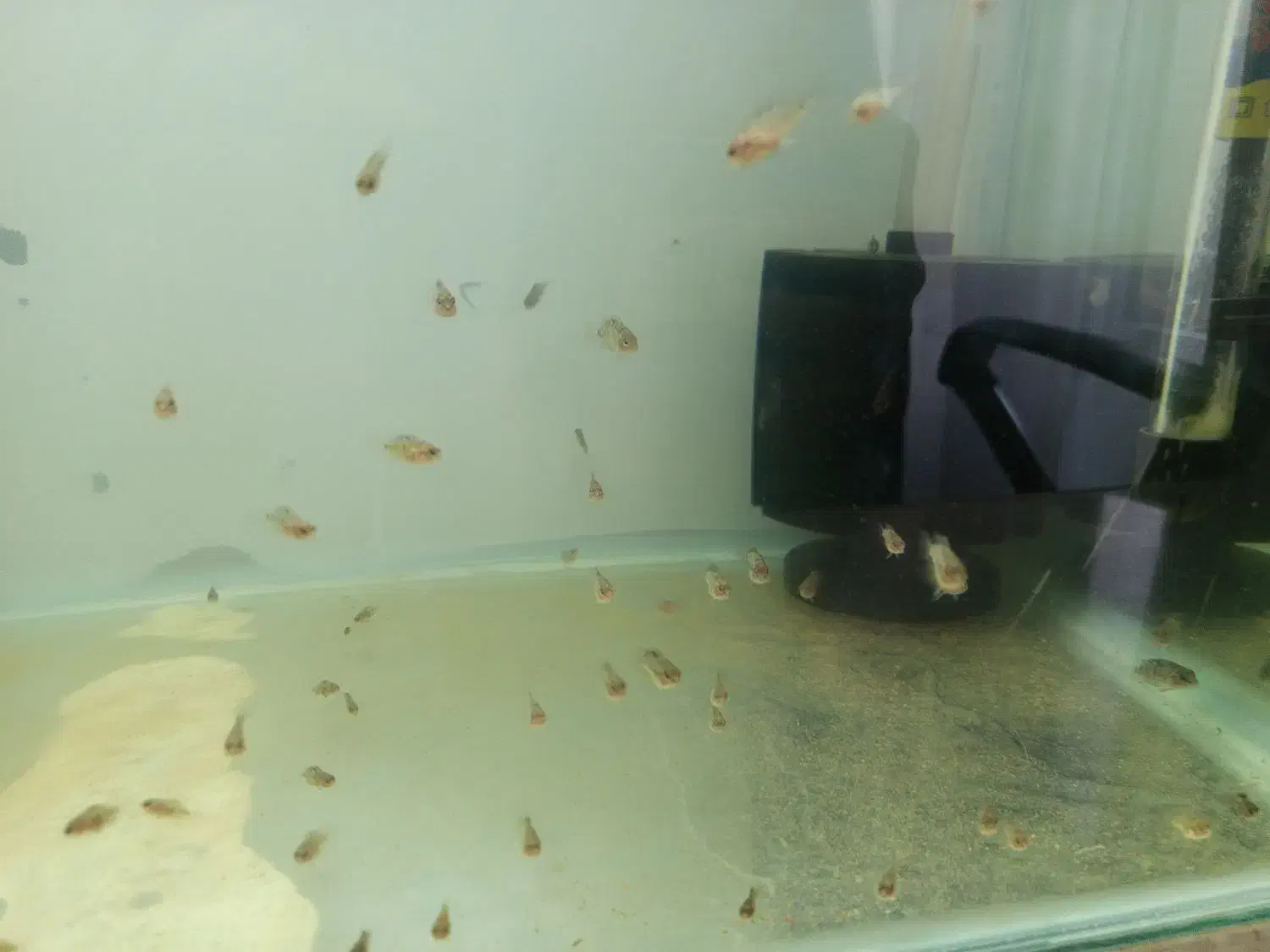 سیچلاید زبرا|ماهی|سلماس, |دیوار