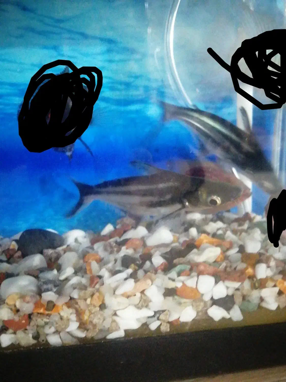 یک جفت ماهی پنگوسی|ماهی|خرم‌آباد, |دیوار