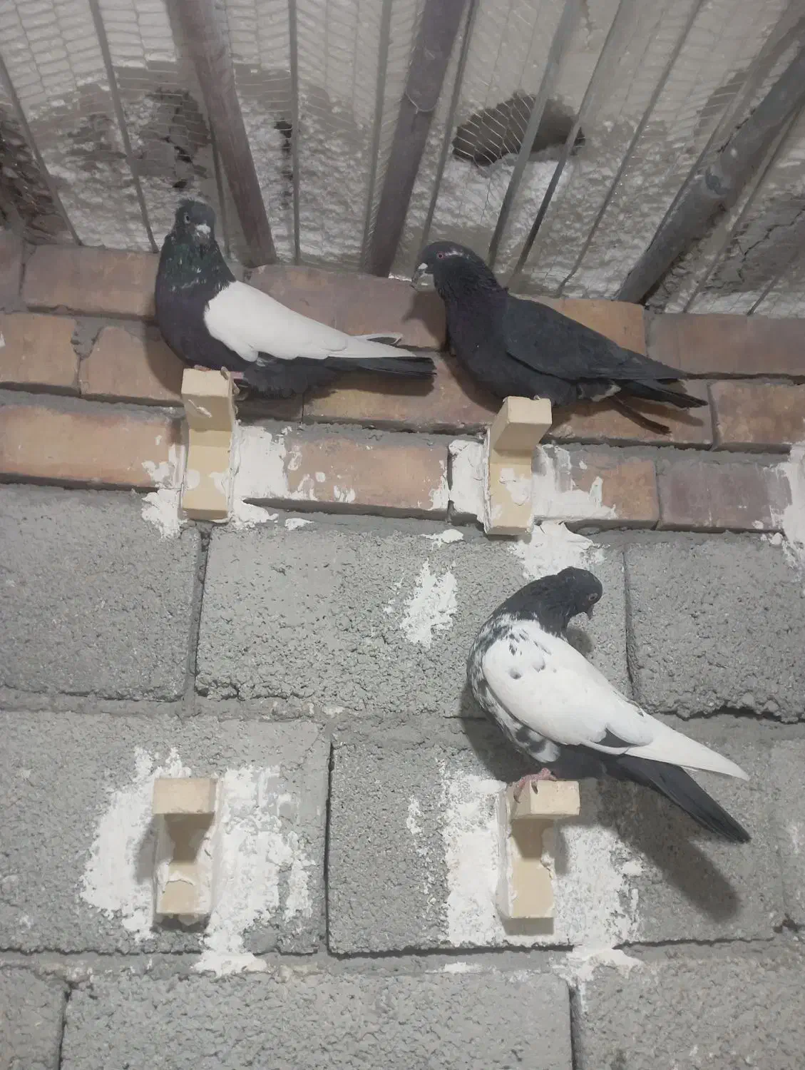 ۷عدد کبوتر|پرنده|زرند, |دیوار