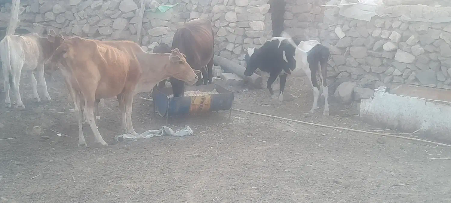 باسلام گاو ها محلی هستن|حیوانات مزرعه|پلدختر, |دیوار