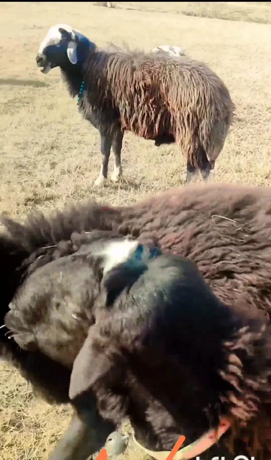 باسلام|حیوانات مزرعه|کوراییم, |دیوار