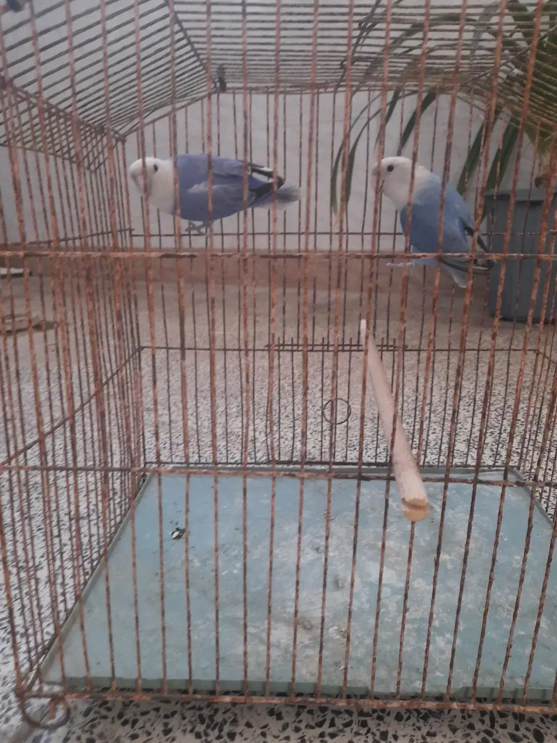 طوطی کوتوله|پرنده|بندرعباس, |دیوار