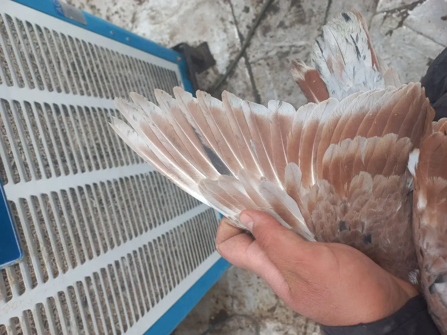 کله سفید|پرنده|سبزوار, جوادیه شرقی|دیوار