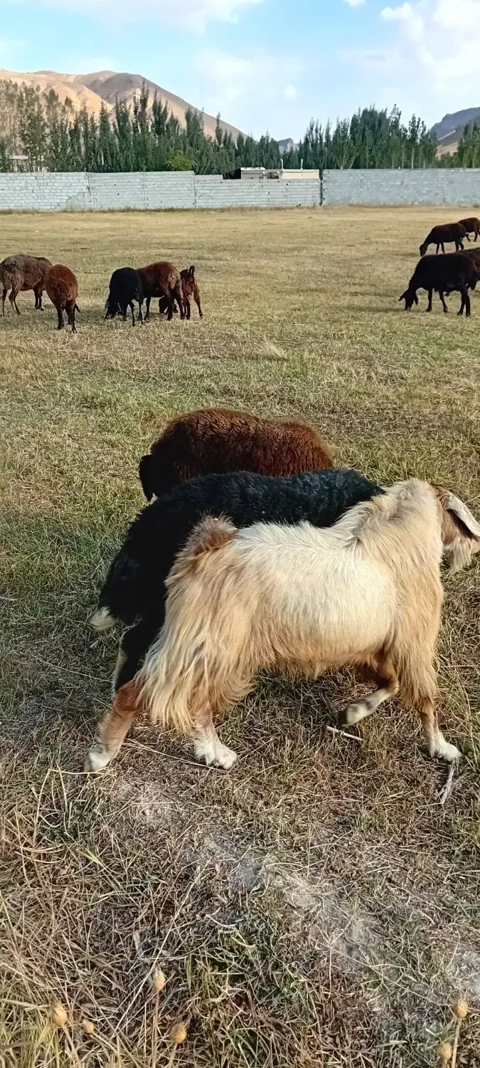 بز نر، تکه|حیوانات مزرعه|بستان آباد, |دیوار