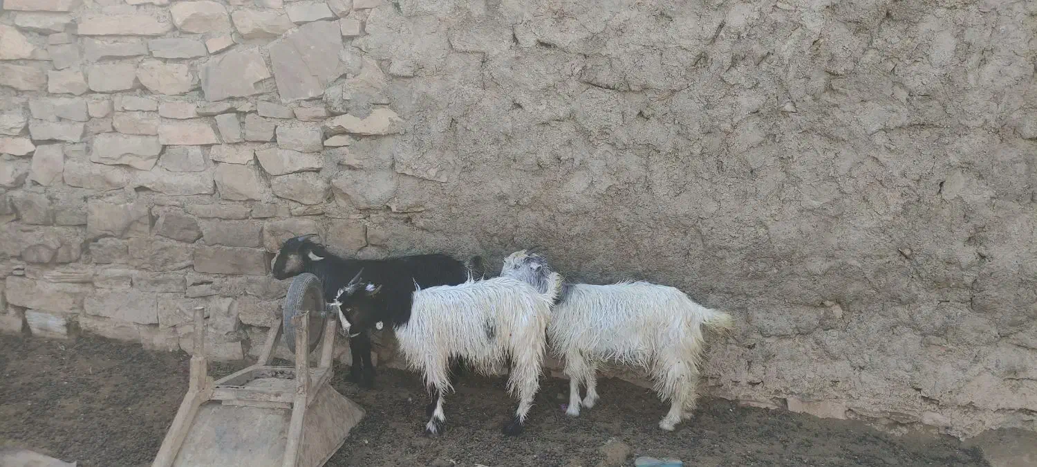 بیگ ماده|حیوانات مزرعه|مسجد سلیمان, |دیوار