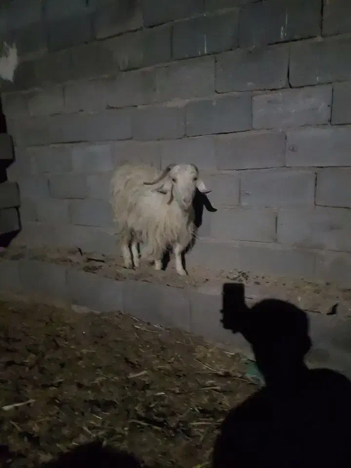 بز محلی|حیوانات مزرعه|سیرجان, |دیوار