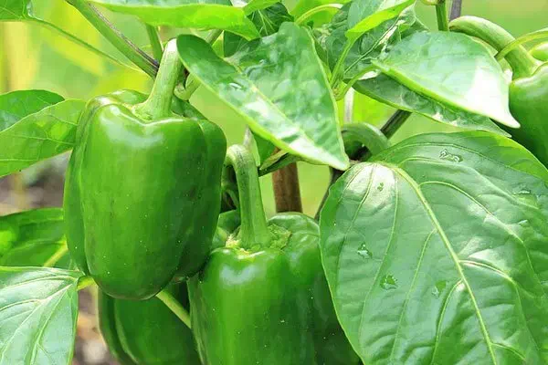 کارشناس متخصص تولید فلفل دلمه ایی در گلخانه صنعتی|استخدام صنعتی، فنی، مهندسی|دهاقان, |دیوار