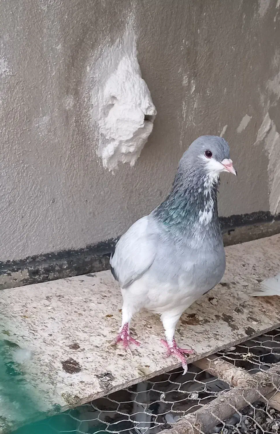 کبوتر شهری بدرنگ سبز نر|پرنده|کازرون, |دیوار