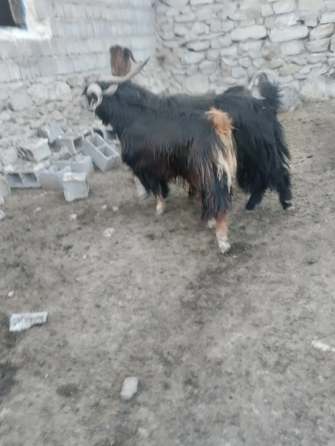 بز فروشی|حیوانات مزرعه|دهدشت, |دیوار