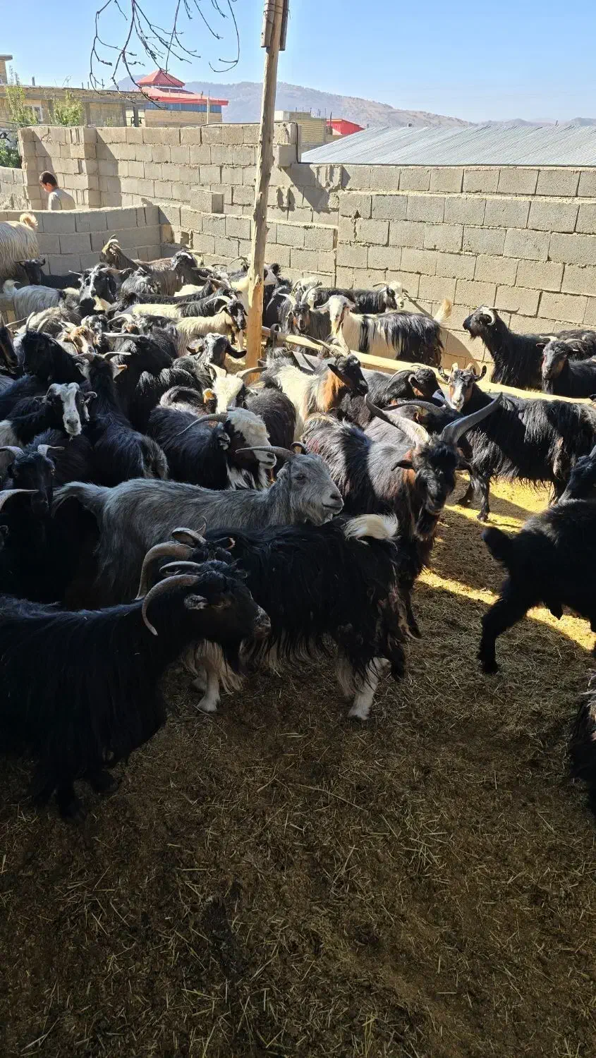 70راس بز|حیوانات مزرعه|همایجان, |دیوار