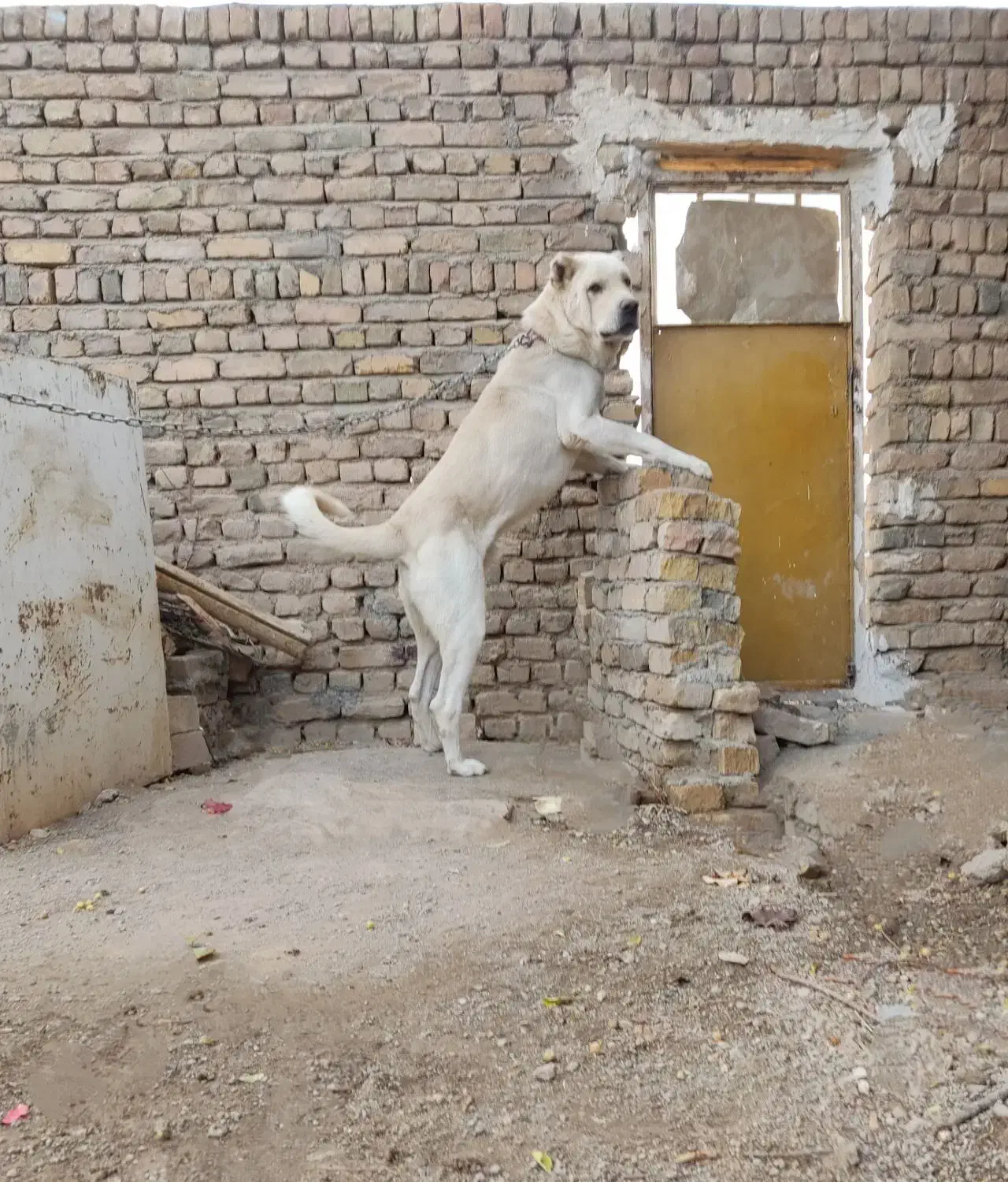 سگ نگهبان|سگ|قزوین, |دیوار