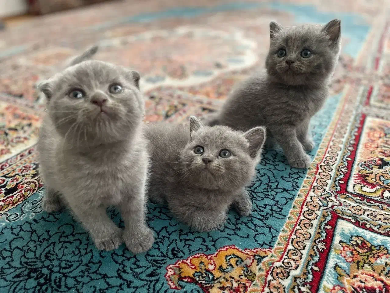 بریتیش بلو کیفیت بالا|گربه|رشت, لاکانی|دیوار