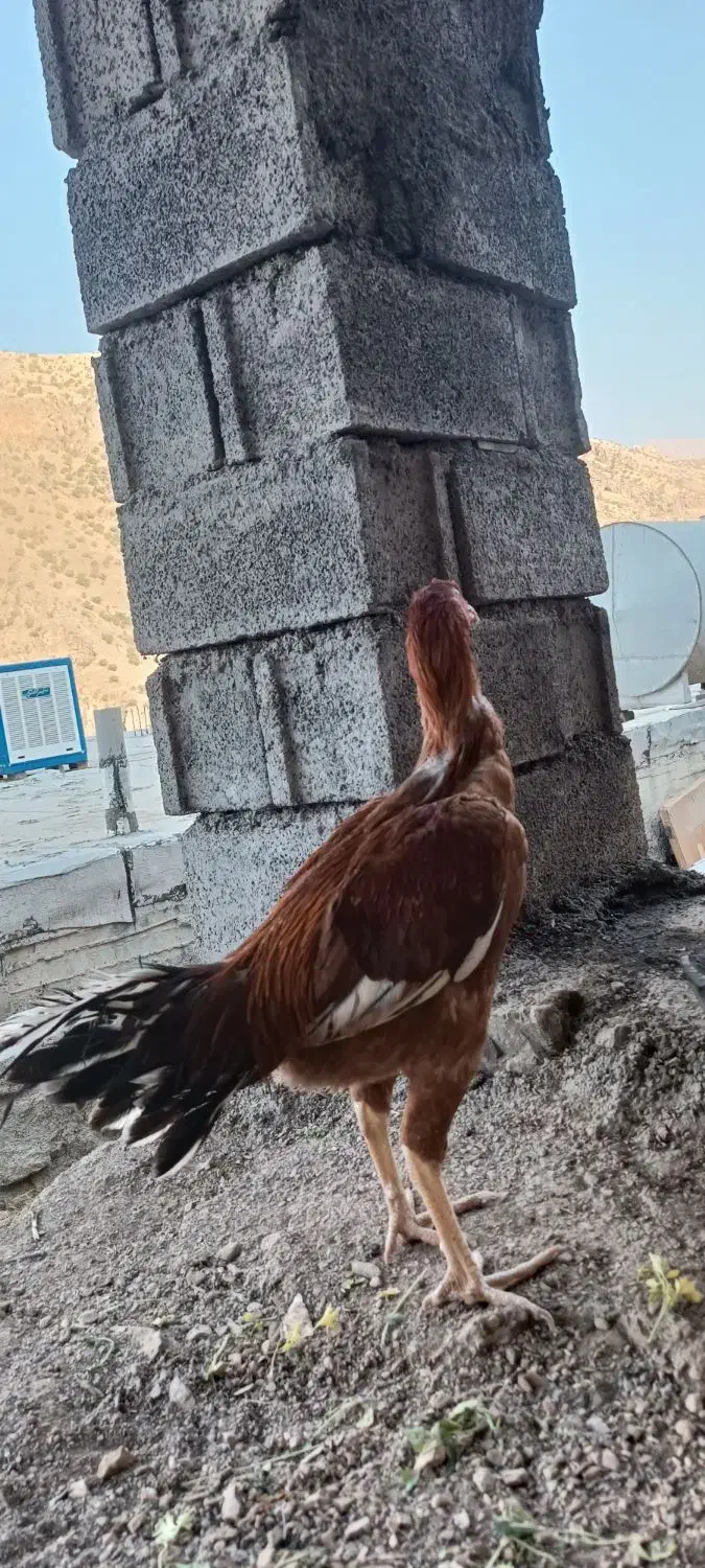 خروس لاری|حیوانات مزرعه|پاوه, |دیوار