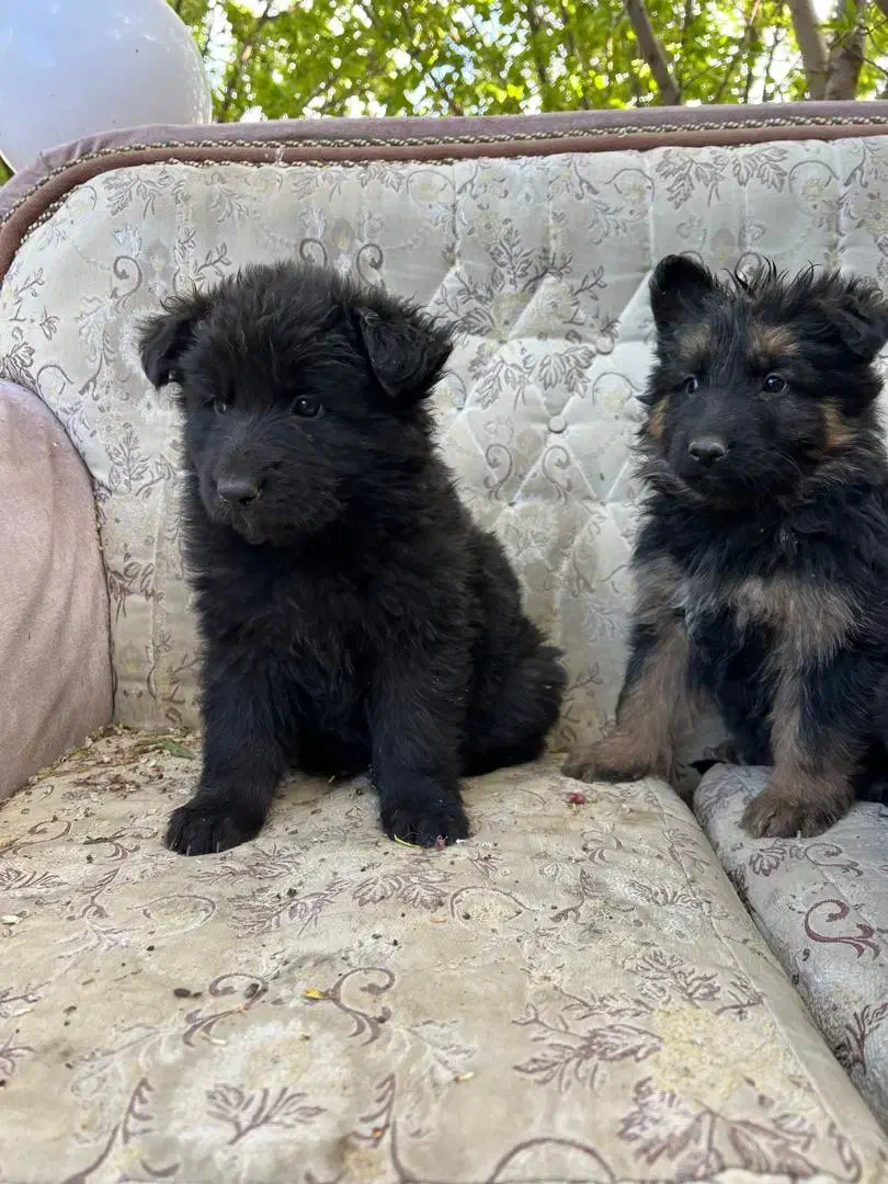 توله ژرمن|سگ|شازند, |دیوار