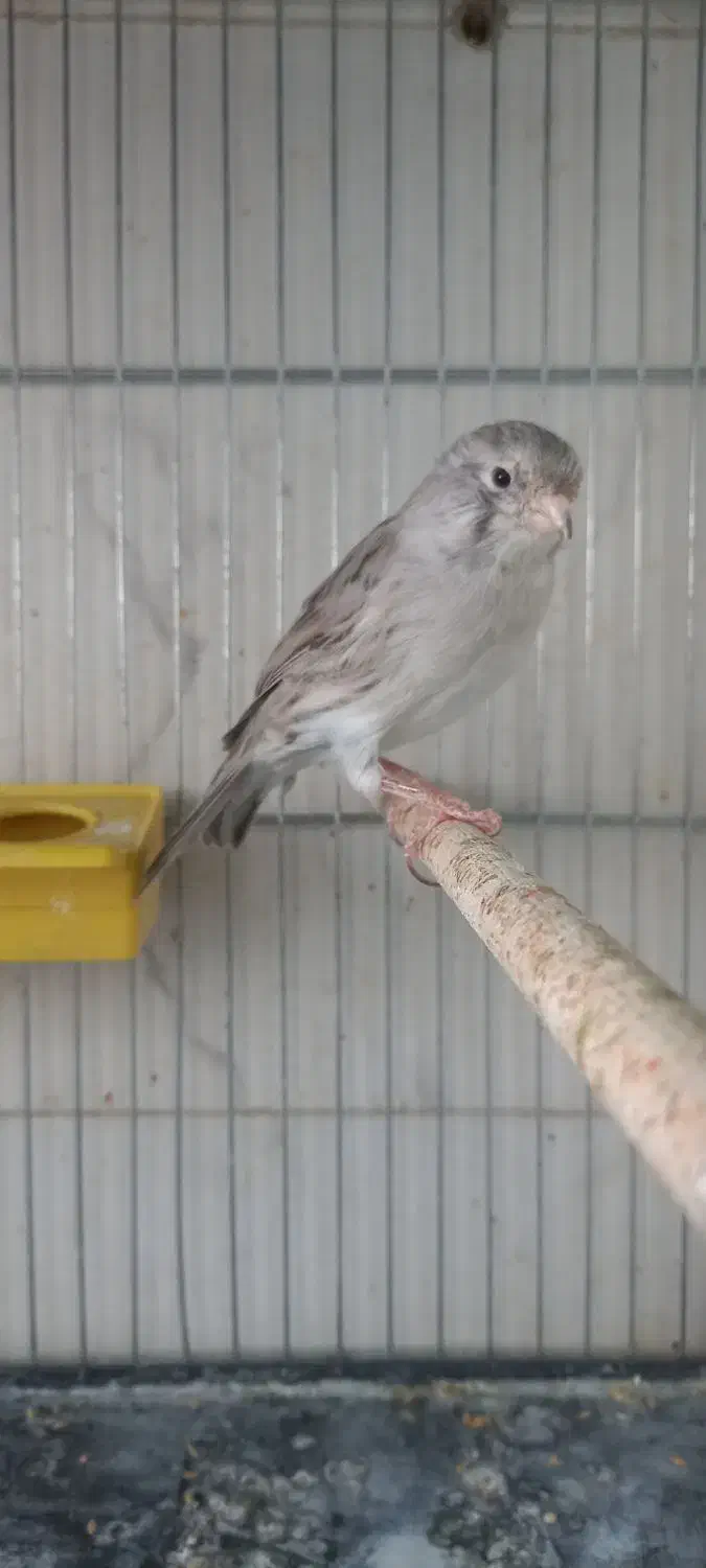 قناری نقره ای|پرنده|یزد, |دیوار