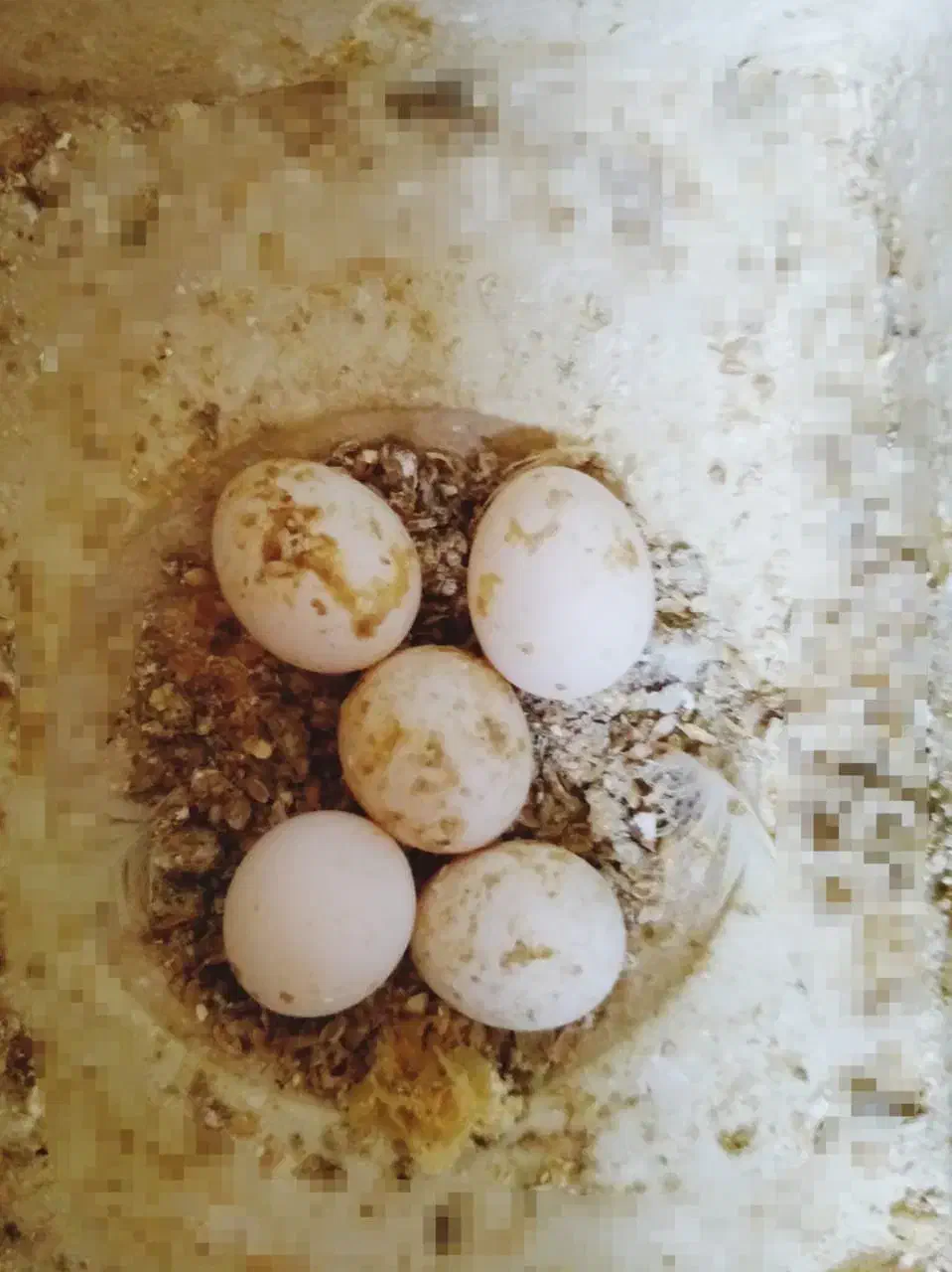 فروش مرغ عشق مولد|پرنده|اصفهان, باغ دریاچه|دیوار