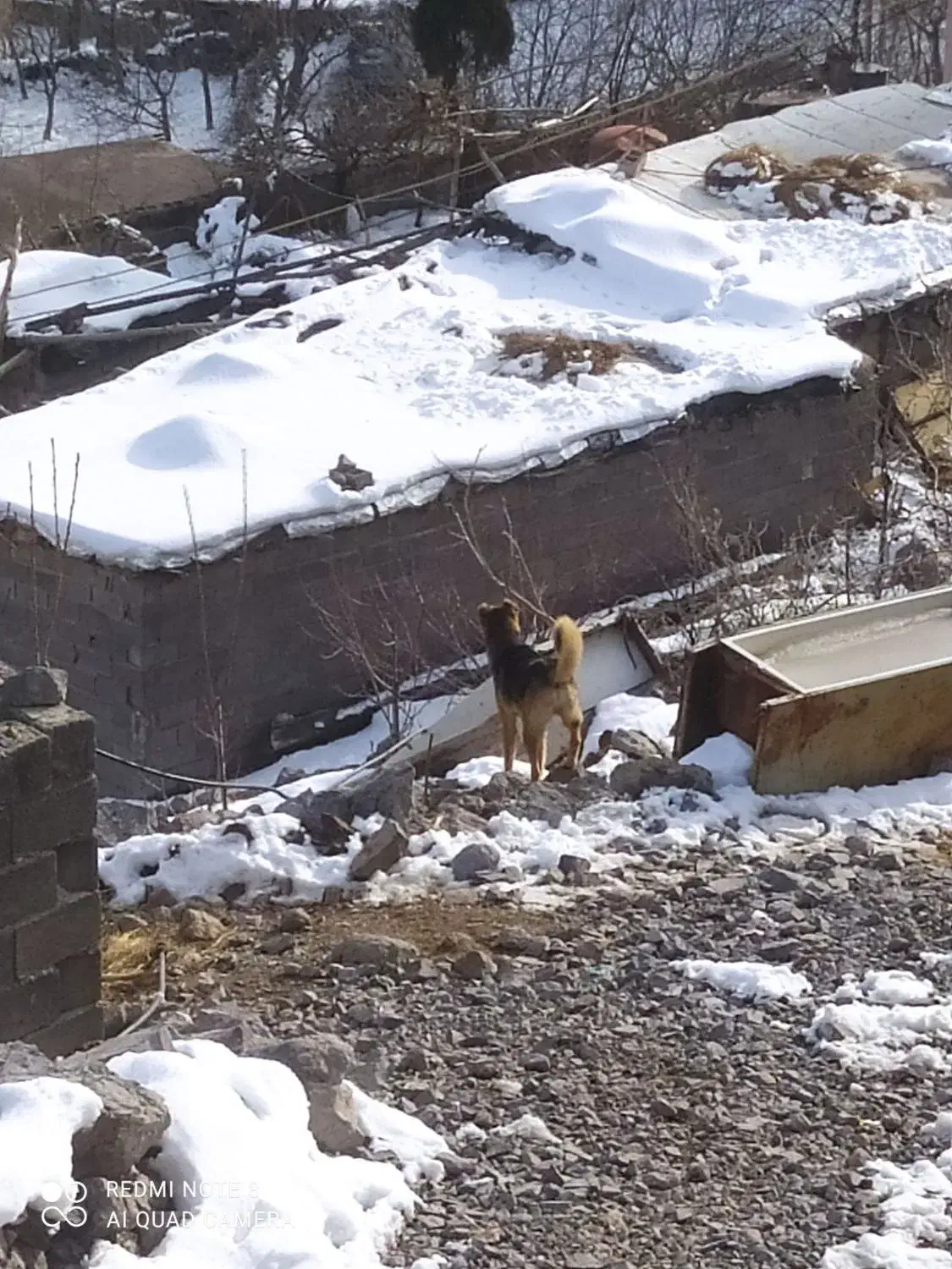 سگ ن|سگ|لوشان, |دیوار