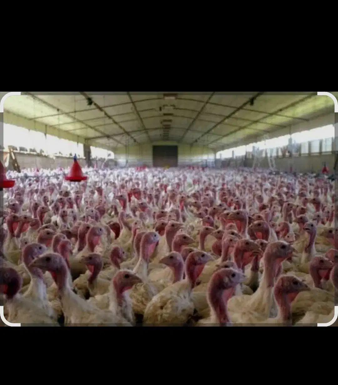 کارگر برای مرغداری|استخدام صنعتی، فنی، مهندسی|زنجان, |دیوار