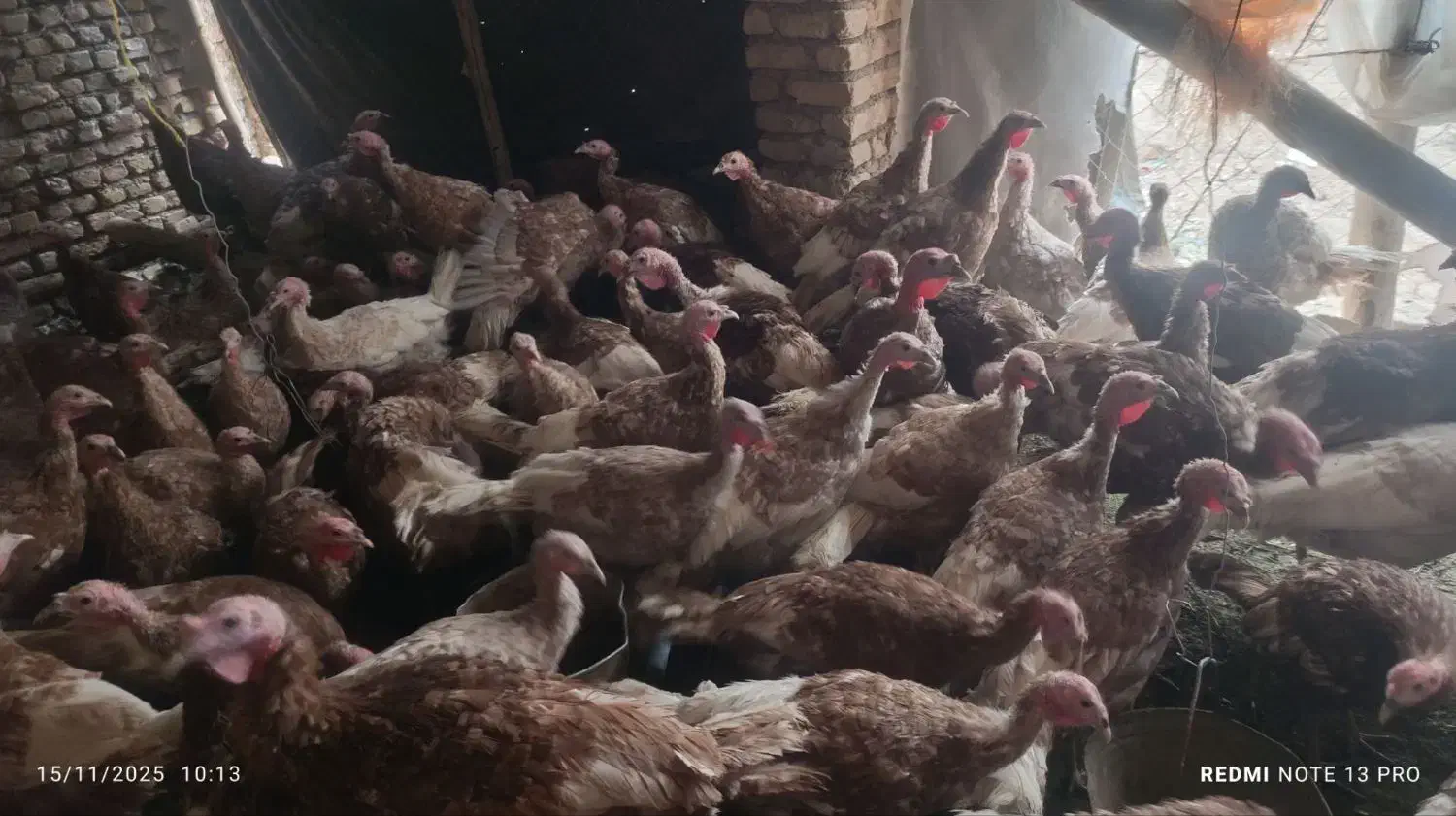 بوقلمون بربون تعداد 100 نر و ماده یکجا بفروش میرسد|حیوانات مزرعه|دشتابی, |دیوار